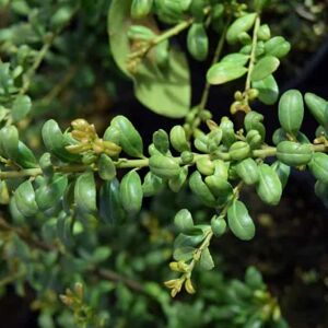 Ilex crenata 'Convexa' (f) 15-20 cm